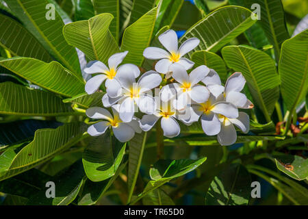 Templetree, rote Plumeria (Plumeria rubra), Blumen, USA, Hawaii, Kihei Stockfoto