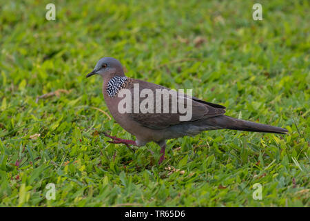 Spotted-necked dove (Streptopelia chinensis), Suche Essen in einer Wiese, Seitenansicht, USA, Hawaii, Maui, Kihei Stockfoto