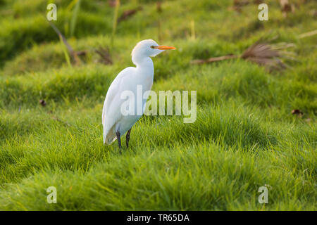 Kuhreiher, buff-backed Heron (Ardeola ibis, Bubulcus ibis), Nahrungssuche auf einer Wiese, USA, Hawaii, Maui, Kihei Stockfoto