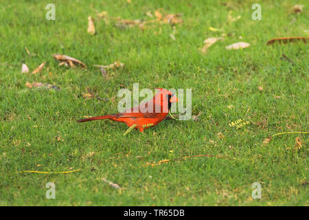 Gemeinsame Kardinal, Red Cardinal (Cardinalis cardinalis), Suche Essen in einer Wiese, Seitenansicht, USA, Hawaii, Maui, Kihei Stockfoto