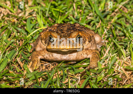 Riesige Kröte, Marine Kröte, Cane toad, Südamerikanische Neotropischer Kröte (Bufo Marinus, Rhinella marina), sitzt auf einer Wiese, Vorderansicht, USA, Hawaii, Maui, Kihei Stockfoto