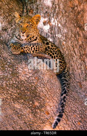 Leopard (Panthera pardus), jungen Mann in einer Gabel von einem Ast sitzend, Botswana Stockfoto