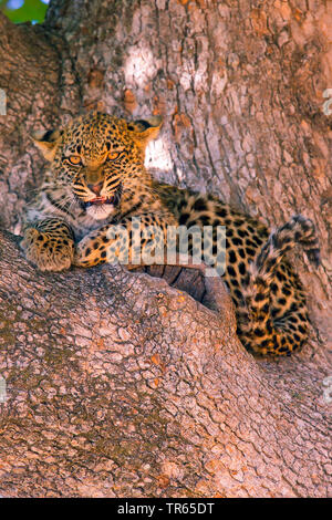 Leopard (Panthera pardus), junge Männer sitzen in einer Gabel, einer Zweigniederlassung und knurrenden, Botswana Stockfoto