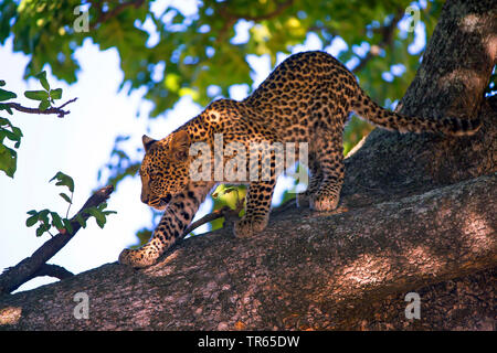 Leopard (Panthera pardus), juvenile männlichen Klettern in einem Baum, Seitenansicht, Botswana Stockfoto