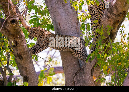 Leopard (Panthera pardus), juvenile männlichen Klettern in einem Baum, Seitenansicht, Botswana Stockfoto