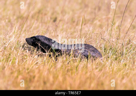 Honigdachs, rattel (Mellivora capensis), sitzen in einem getrocknete Wiese, Seitenansicht, Botswana Stockfoto