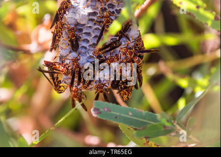 Golden paper Wasp, Nördliche paper Wasp (feldwespe fuscatus), Nest, USA, Arizona Stockfoto