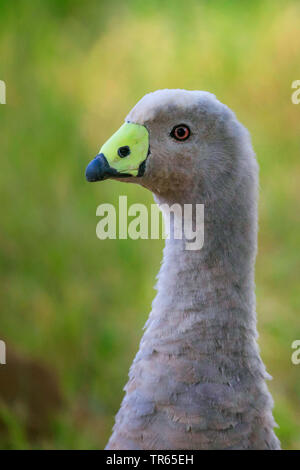 Cereopsis Gans, Cape Barren goose (Cereopsis novaehollandiae), Porträt, USA, Arizona Stockfoto