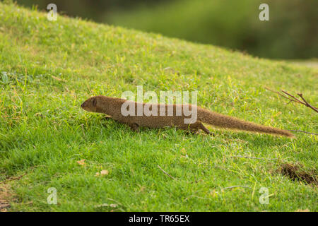 Indische Mungo (Herpestes javanicus), zu Fuß über einen Golfplatz, Seitenansicht, USA, Hawaii, Maui Stockfoto
