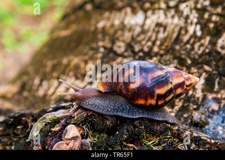 Rutschige moss Schnecken, Schnecken (Säule Cochlicopidae, Cionellidae), Crawling über eine Kokospalme trunk, Seitenansicht, USA, Hawaii, Maui, Kihei Stockfoto