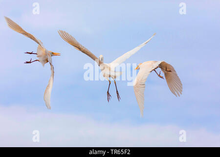 Kuhreiher, buff-backed Heron (Ardeola ibis, Bubulcus ibis), zwei kuhreiher Jagen Artgenossen beten in den Bill, USA, Hawaii, Kealia Pond Stockfoto