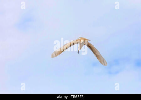 Kuhreiher, buff-backed Heron (Ardeola ibis, Bubulcus ibis), im Flug mit einer Jagd auf Gecko in der Rechnung, USA, Hawaii, Kealia Pond Stockfoto