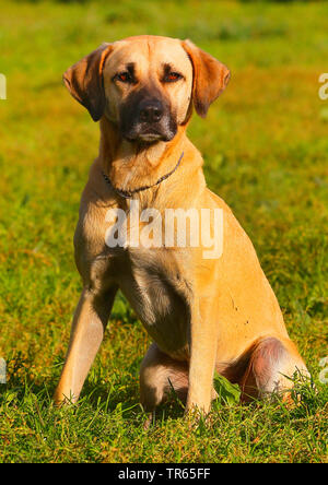 Kangal (Canis lupus f. familiaris), Kangal Mongrel, vier Jahre alten männlichen Hund sitzt auf einer Wiese, Deutschland Stockfoto