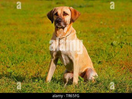 Kangal (Canis lupus f. familiaris), Kangal Mongrel, vier Jahre alten männlichen Hund sitzt auf einer Wiese, Deutschland Stockfoto