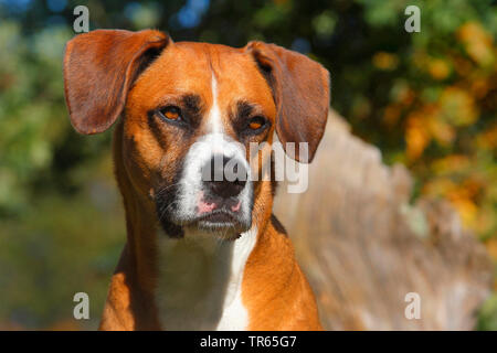 Gemischte Rasse Hund (Canis lupus f. familiaris), sechs Jahre alte Boxer Aussie Mongrel, Porträt, Deutschland Stockfoto