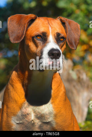 Gemischte Rasse Hund (Canis lupus f. familiaris), sechs Jahre alte Boxer Aussie Mongrel, Porträt, Deutschland Stockfoto