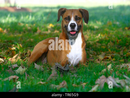 Gemischte Rasse Hund (Canis lupus f. familiaris), sechs Jahre alte Boxer Aussie Mongrel im Schatten liegen auf einer Wiese, Deutschland Stockfoto