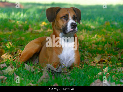 Gemischte Rasse Hund (Canis lupus f. familiaris), sechs Jahre alte Boxer Aussie Mongrel im Schatten liegen auf einer Wiese, Deutschland Stockfoto