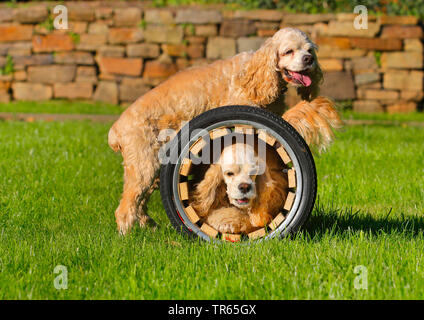 American Cocker Spaniel (Canis lupus f. familiaris), zwei American Cocker Spaniels durch einen Tunnel laufen, Hundetraining, Deutschland, Nordrhein-Westfalen Stockfoto