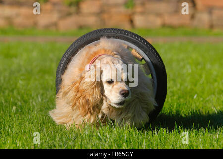 American Cocker Spaniel (Canis lupus f. familiaris), ausgeführt durch einen Tunnel, Hundetraining, Deutschland, Nordrhein-Westfalen Stockfoto