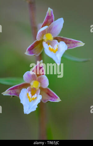 Marsh (helleborine Epipactis palustris), Blumen, Deutschland, Niedersachsen Stockfoto