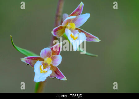 Marsh (helleborine Epipactis palustris), Blumen, Deutschland, Niedersachsen Stockfoto