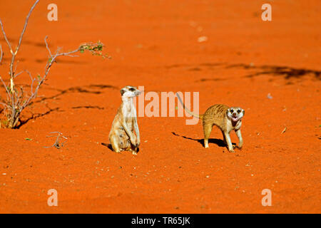 Erdmännchen, schlanke-tailed Erdmännchen (Suricata suricatta), zwei peering Erdmännchen, Namibia, Damaraland Stockfoto