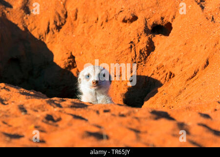 Erdmännchen, schlanke-tailed Erdmännchen (Suricata suricatta), junge Tier aus einem Graben, Porträt, Namibia, Damaraland Stockfoto