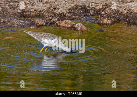 Mehr yellowlegs (Tringa lalage), Nahrungssuche im flachen Wasser, Seitenansicht, USA, Utah, Salt River, Phoenix Stockfoto