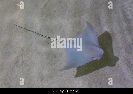 Cownose Ray (Rhinoptera Bonasus), Schwimmen über sandigen Boden, USA, Arizona Stockfoto