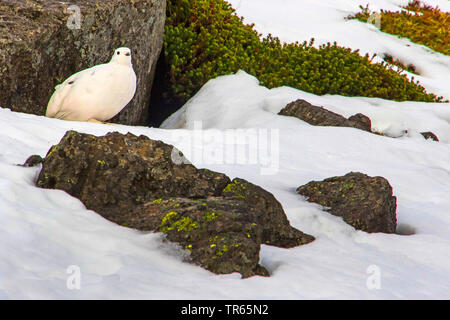 Rock Ptarmigan, Schnee Huhn (Lagopus mutus), hinter einem Felsen im Schnee sitzen, Vereinigtes Königreich, Schottland, Cairngorms National Park, Aviemore Stockfoto