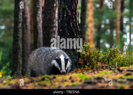 Alte Welt der Dachs, der Eurasischen Dachs (Meles meles), Suche Essen in einem Wald, der Tschechischen Republik, Hlinsko Stockfoto