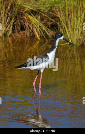 Hawaiian Stelzenläufer (Himantopus mexicanus knudseni), stehend im flachen Wasser, Seitenansicht, USA, Hawaii, Maui, Kihei Stockfoto