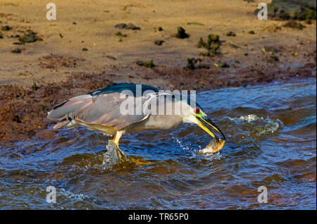 Schwarz - gekrönte Nachtreiher (Nycticorax nycticorax), im flachen Wasser mit Preyed Fisch, USA, Hawaii, Kealia Pond, Kihei Stockfoto