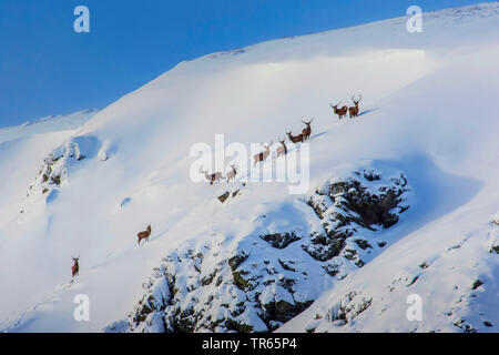 Red Deer (Cervus elaphus), Hirsch Herde in die schneebedeckten Berge, Vereinigtes Königreich, Schottland, Cairngorms National Park, Aviemore Stockfoto