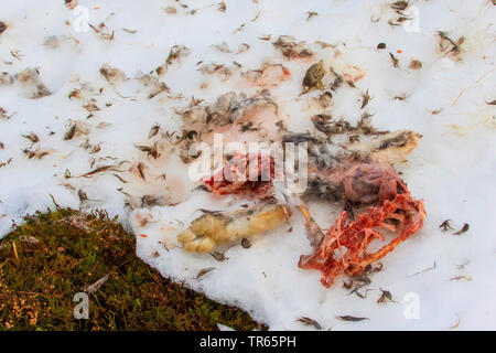 Schottische Schneehase, Schneehase, weissen Hasen, eurasischen Arktis Hase (Lepus timidus scotticus, Lepus scotticus), Überreste von einer arktischen Hase im Schnee liegend, Vereinigtes Königreich, Schottland, Cairngorms National Park, Aviemore Stockfoto