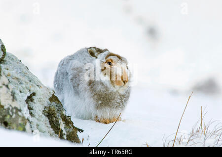 Schottische Schneehase, Schneehase, weissen Hasen, eurasischen Arktis Hase (Lepus timidus scotticus, Lepus scotticus), sitzt im Schnee, Vereinigtes Königreich, Schottland, Cairngorms National Park, Aviemore Stockfoto