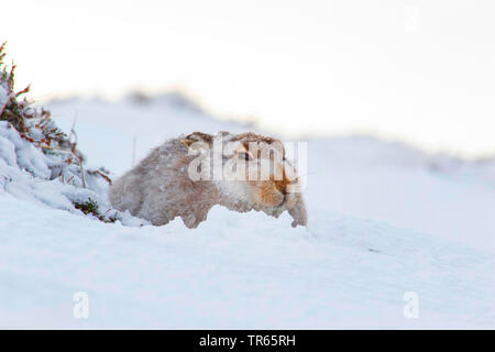 Schottische Schneehase, Schneehase, weissen Hasen, eurasischen Arktis Hase (Lepus timidus scotticus, Lepus scotticus), sitzt im Schnee, Vereinigtes Königreich, Schottland, Cairngorms National Park, Aviemore Stockfoto