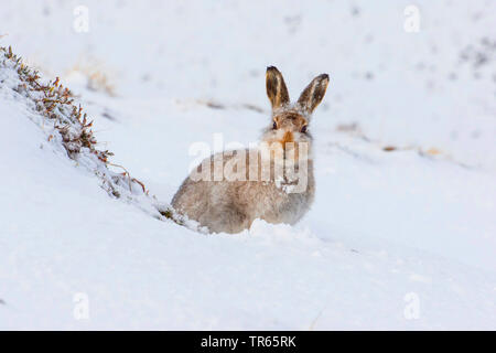 Schottische Schneehase, Schneehase, weissen Hasen, eurasischen Arktis Hase (Lepus timidus scotticus, Lepus scotticus), sitzt im Schnee, Vereinigtes Königreich, Schottland, Cairngorms National Park, Aviemore Stockfoto
