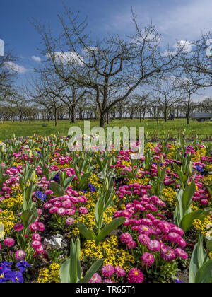 Gemeinsame Daisy, Daisy, Englisch Gänseblümchen (Bellis perennis), bunte Blume Bett mit Frühling Blumen, Deutschland, Bayern, Oberbayern, Oberbayern Stockfoto