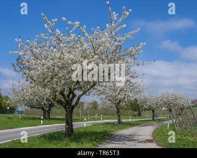 Kirschbaum, Süße Kirsche (Prunus Avium), Land straße mit blühenden Kirschbäumen, Deutschland, Baden-Württemberg Stockfoto