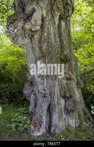 Linden, Linden, Linde (Tilia spec.), alten knorrigen Baumstamm im Englischen Garten, Deutschland, Bayern, Muencheberg Stockfoto