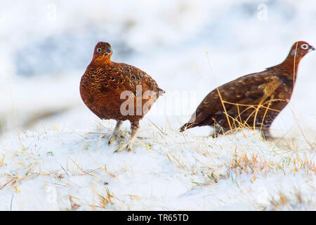 Moorschneehuhn (Lagopus lagopus scoticus), zwei Rote in der winterlichen Umgebung im Schnee Moorhühner, Vereinigtes Königreich, Schottland, Cairngorms National Park, Aviemore Stockfoto