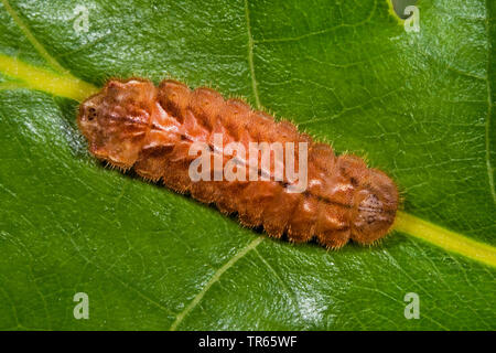 Purple Hairstreak (Favonius Quercus, Neozephyrus Quercus, Quercusia quercus), Caterpillar auf einem Blatt, Deutschland Stockfoto