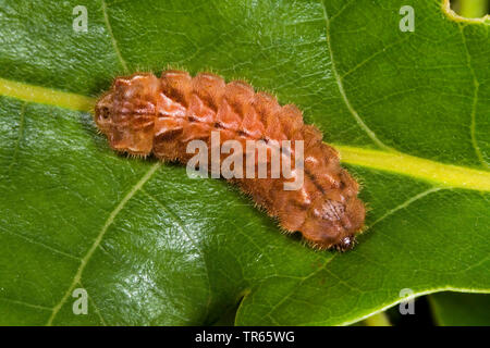 Purple Hairstreak (Favonius Quercus, Neozephyrus Quercus, Quercusia quercus), Caterpillar auf einem Blatt, Deutschland Stockfoto