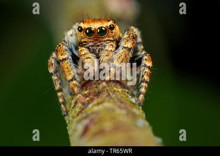 Jumping spider (Evarcha falcata), sitzt auf einem Ast, Deutschland Stockfoto