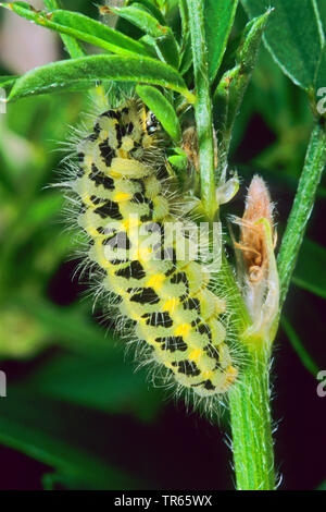 Blut Tropfen Burnett, Six-spot Burnet (Zygaena carniolica, Agrumenia Carniolica), Caterpillar an einen Stiel, Deutschland Stockfoto