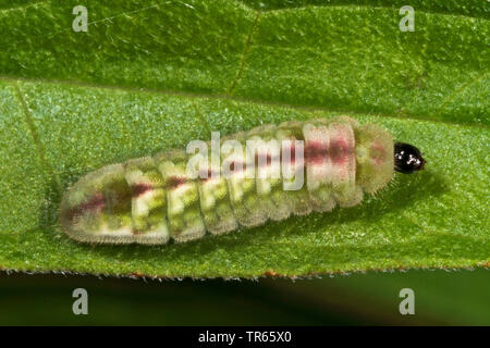 Holly Blue, Holly-Blue (Celastrina argiolus, Celestrina argiolus, Cyaniris argiolus, Lycaena Argiolus), Caterpillar, Deutschland Stockfoto