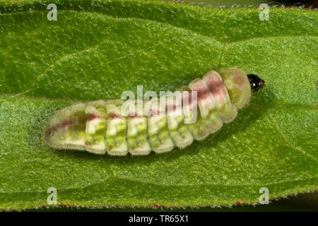 Holly Blue, Holly-Blue (Celastrina argiolus, Celestrina argiolus, Cyaniris argiolus, Lycaena Argiolus), Caterpillar, Deutschland Stockfoto