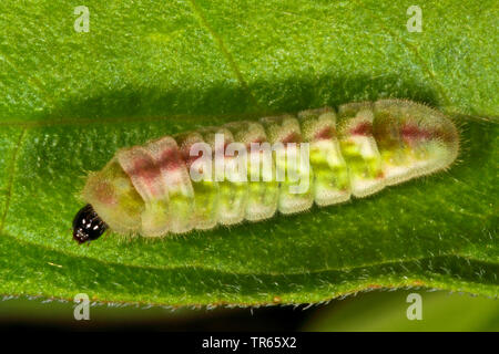 Holly Blue, Holly-Blue (Celastrina argiolus, Celestrina argiolus, Cyaniris argiolus, Lycaena Argiolus), Caterpillar, Deutschland Stockfoto